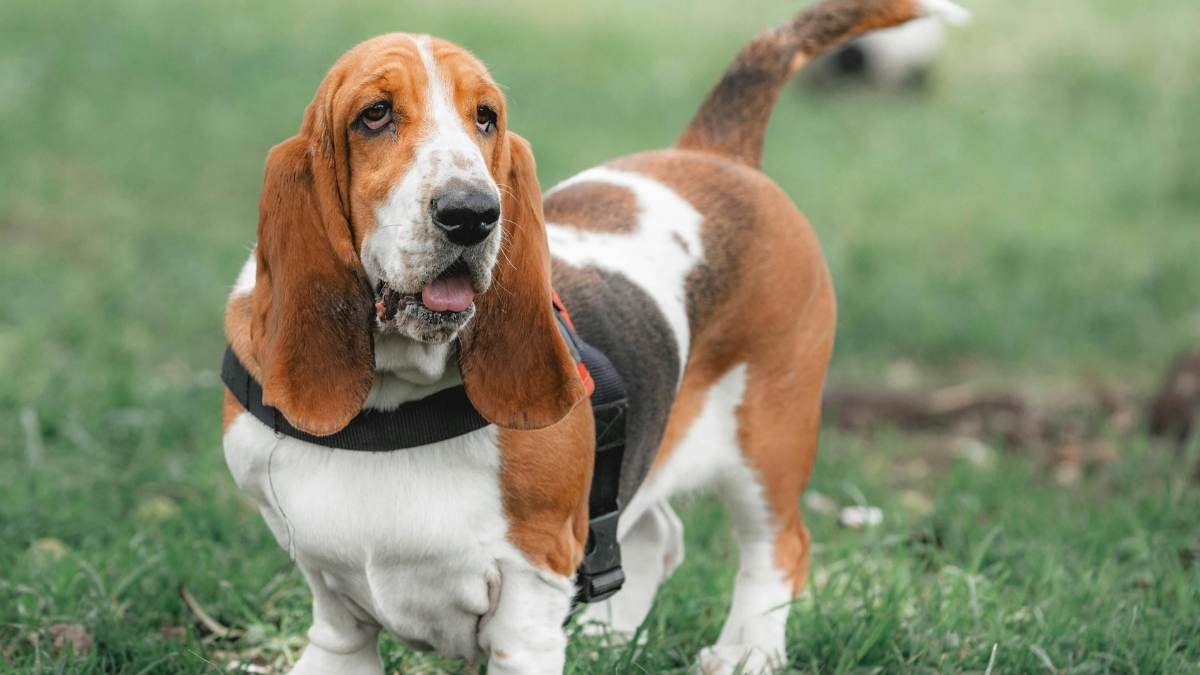 Basset Hound Köpek Irkı Özellikleri ve Bakımı