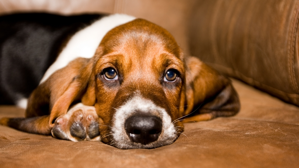 Basset Hound Köpek Irkı Özellikleri ve Bakımı