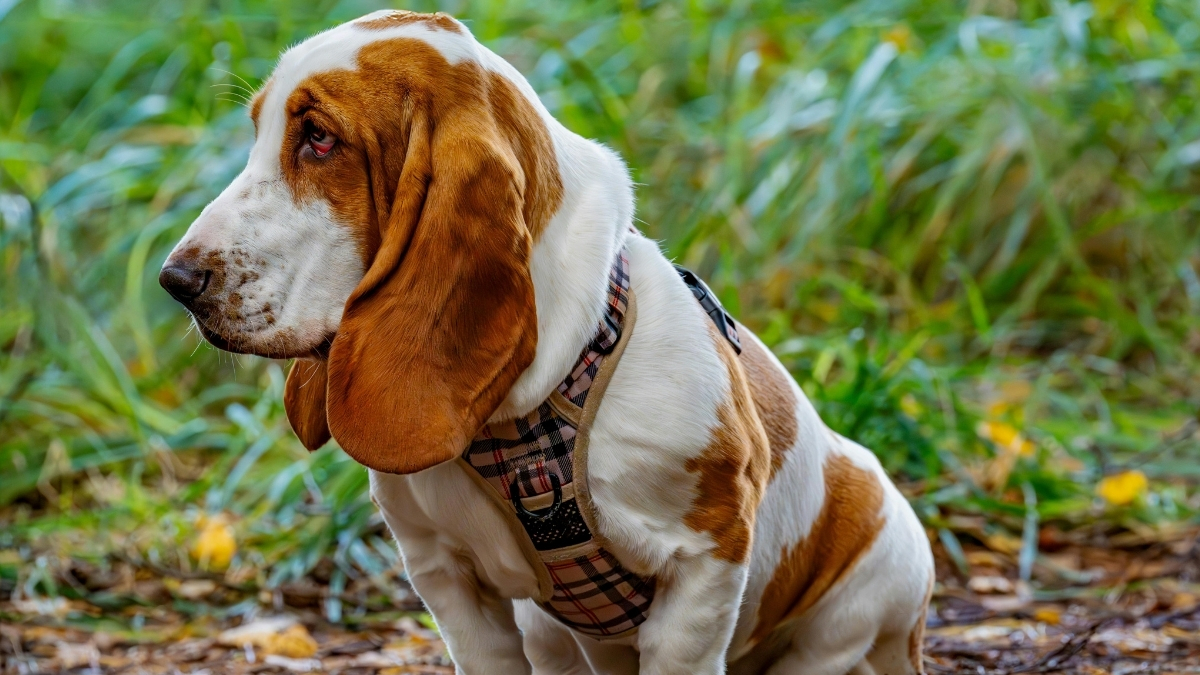 Basset Hound Köpek Irkı Özellikleri ve Bakımı