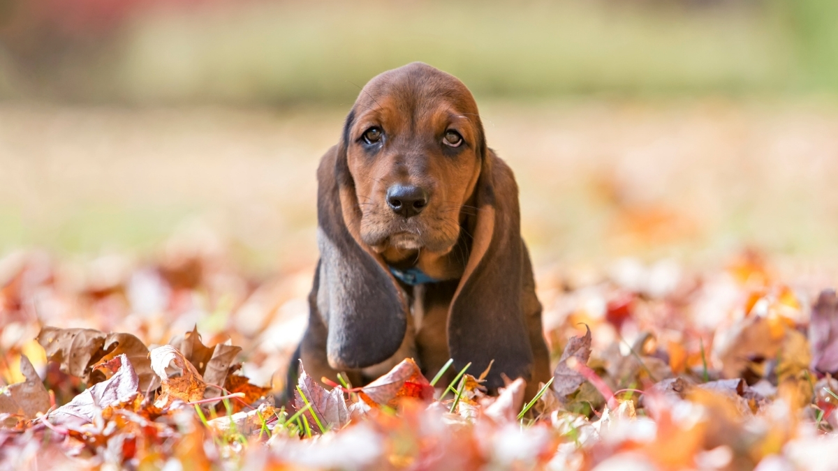 Basset Hound Köpek Irkı Özellikleri ve Bakımı