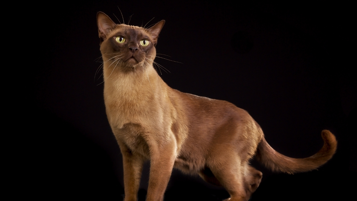 Birman Kedisi Özellikleri ve Bakımı