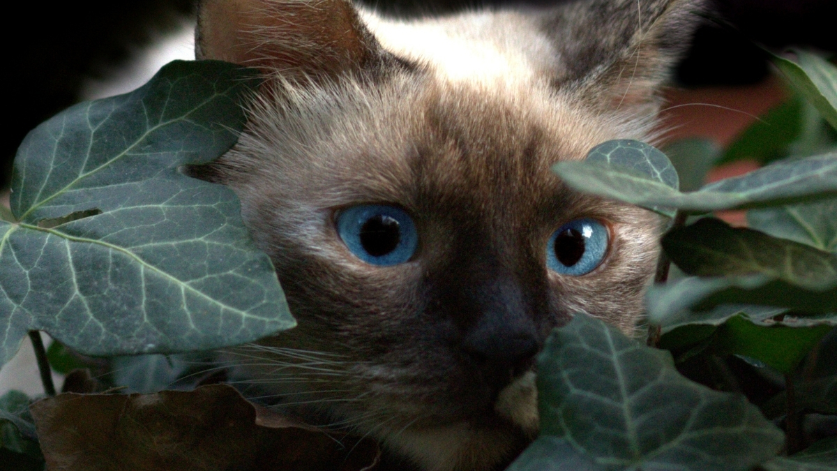 Birman Kedisi Özellikleri ve Bakımı