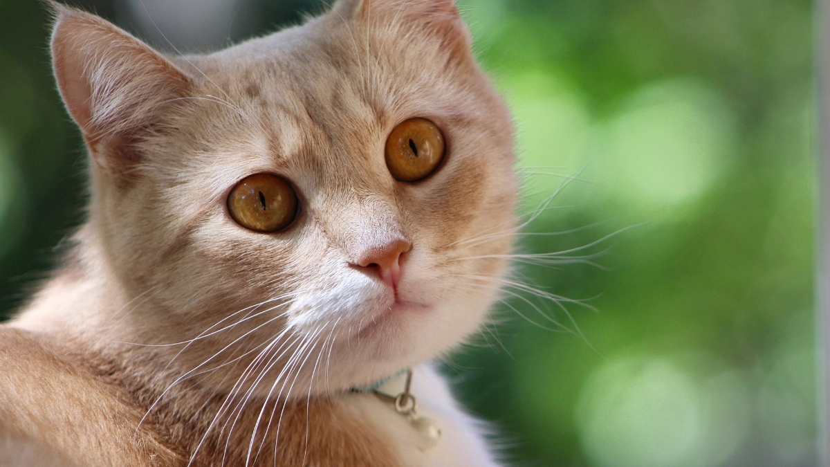 Birman Kedisi Özellikleri ve Bakımı