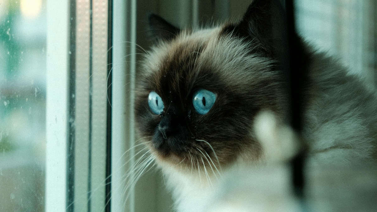 Birman Kedisi Özellikleri ve Bakımı