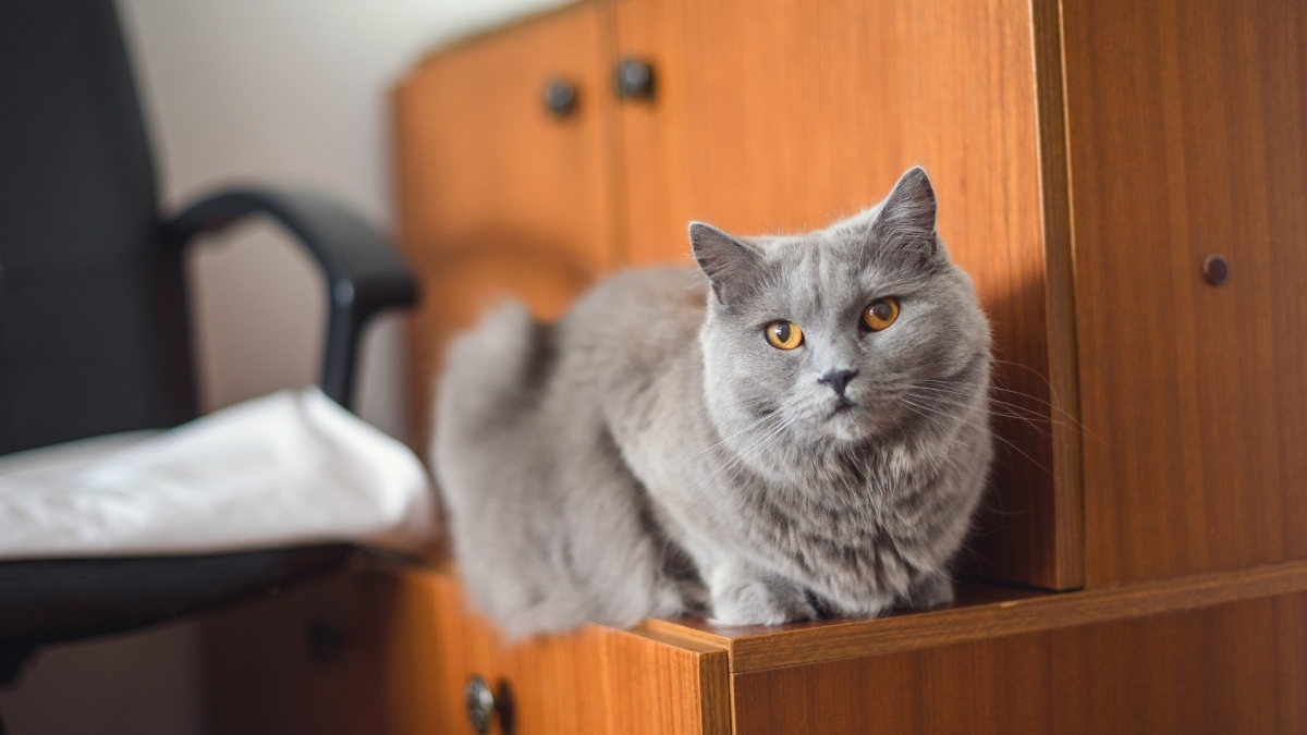 Chartreux Kedisi Özellikleri ve Bakımı