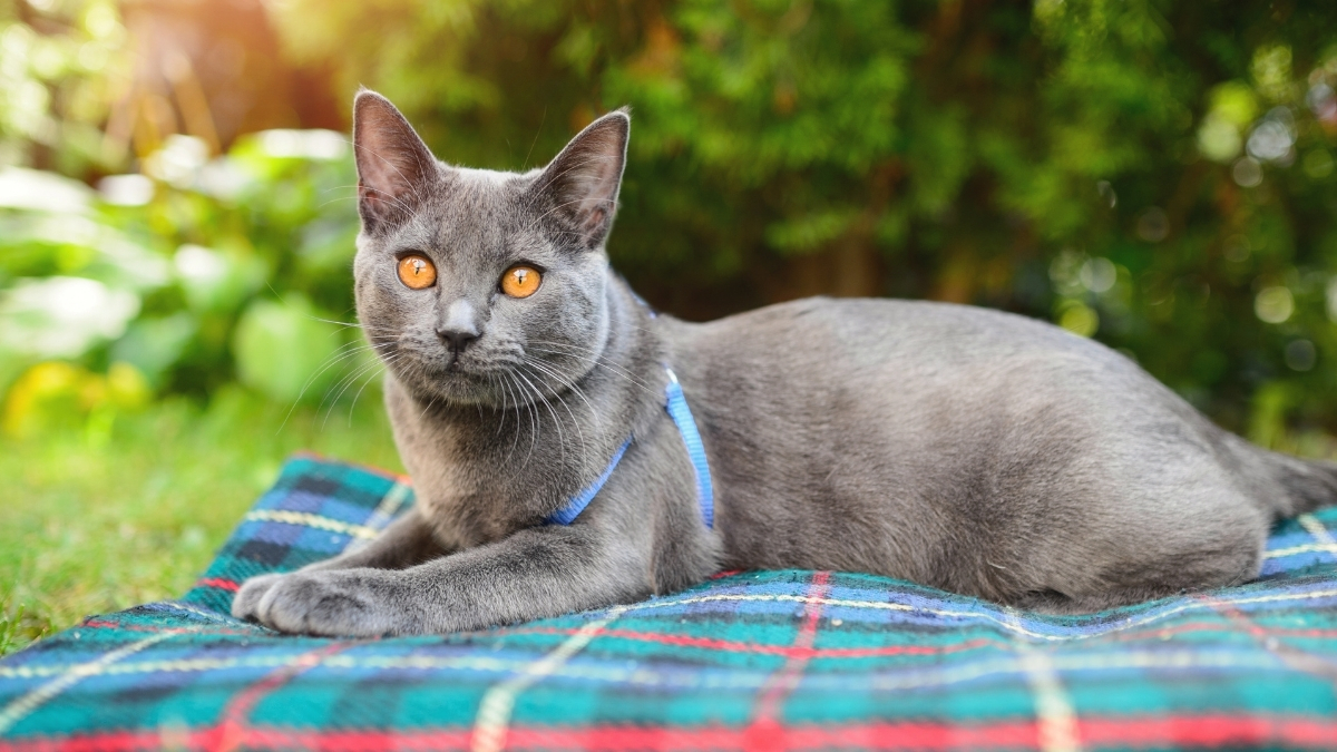 Chartreux Kedisi Özellikleri ve Bakımı