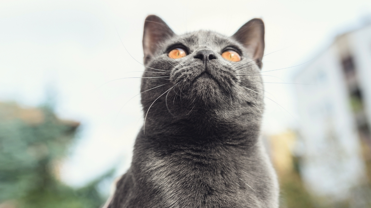 Chartreux Kedisi Özellikleri ve Bakımı