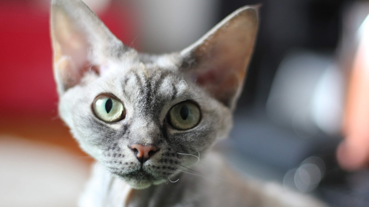 Devon Rex Kedi Irkı Özellikleri ve Bakımı