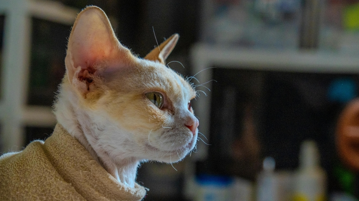 Devon Rex Kedi Irkı Özellikleri ve Bakımı