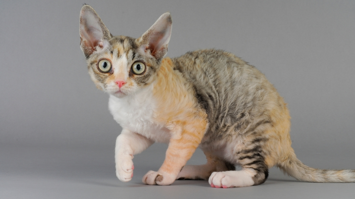 Devon Rex Kedi Irkı Özellikleri ve Bakımı
