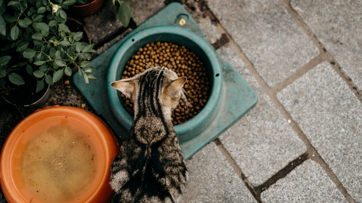 Kedi Maması Nasıl Saklanmalıdır?
