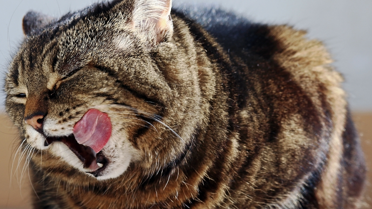 Kedi Maması Nasıl Saklanmalıdır?