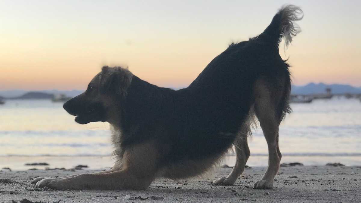 Köpekler Neden Kuyruk Sallar?