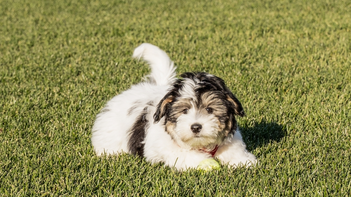 Köpekler Neden Kuyruk Sallar?