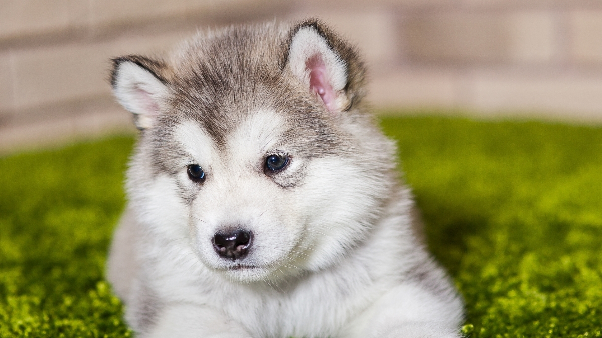 Köpekler Neden Kuyruk Sallar?