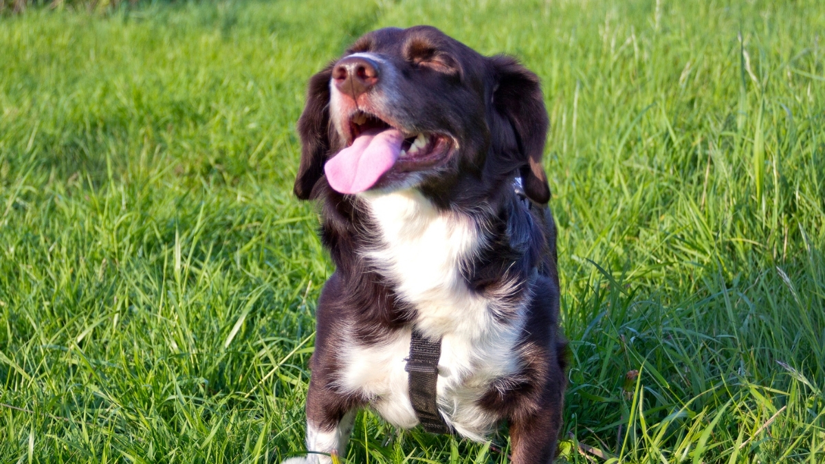Köpekler Neden Kuyruk Sallar?