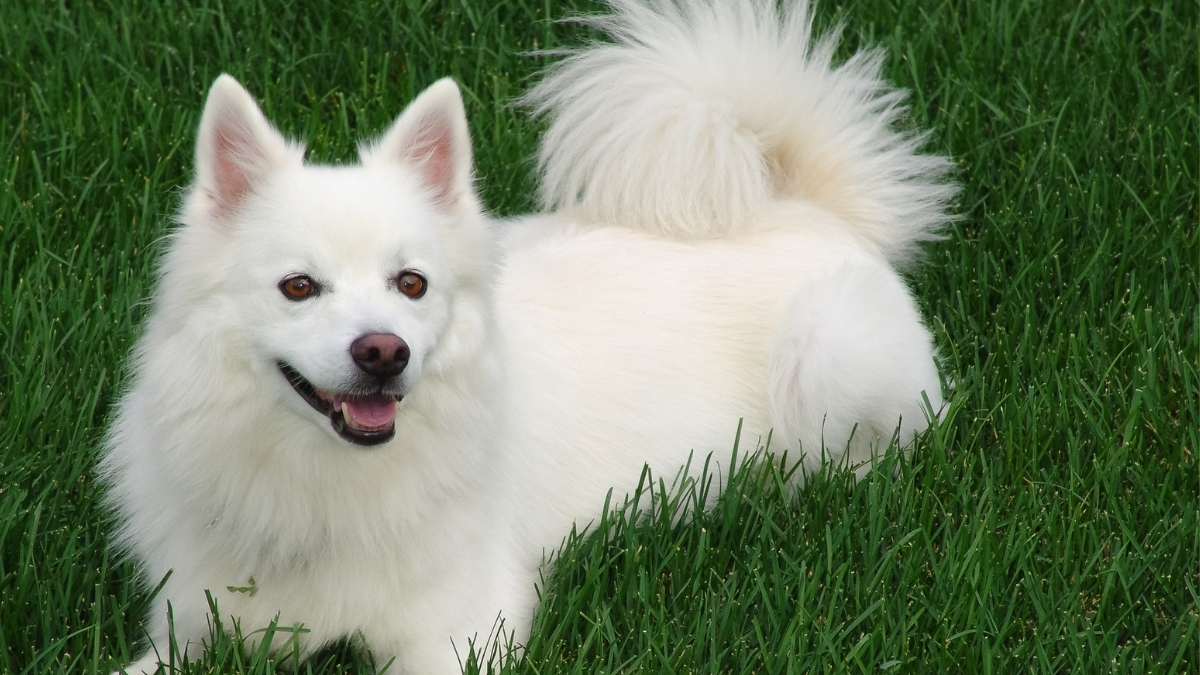 Bichon Frise Köpek Irkı Özellikleri ve Bakımı