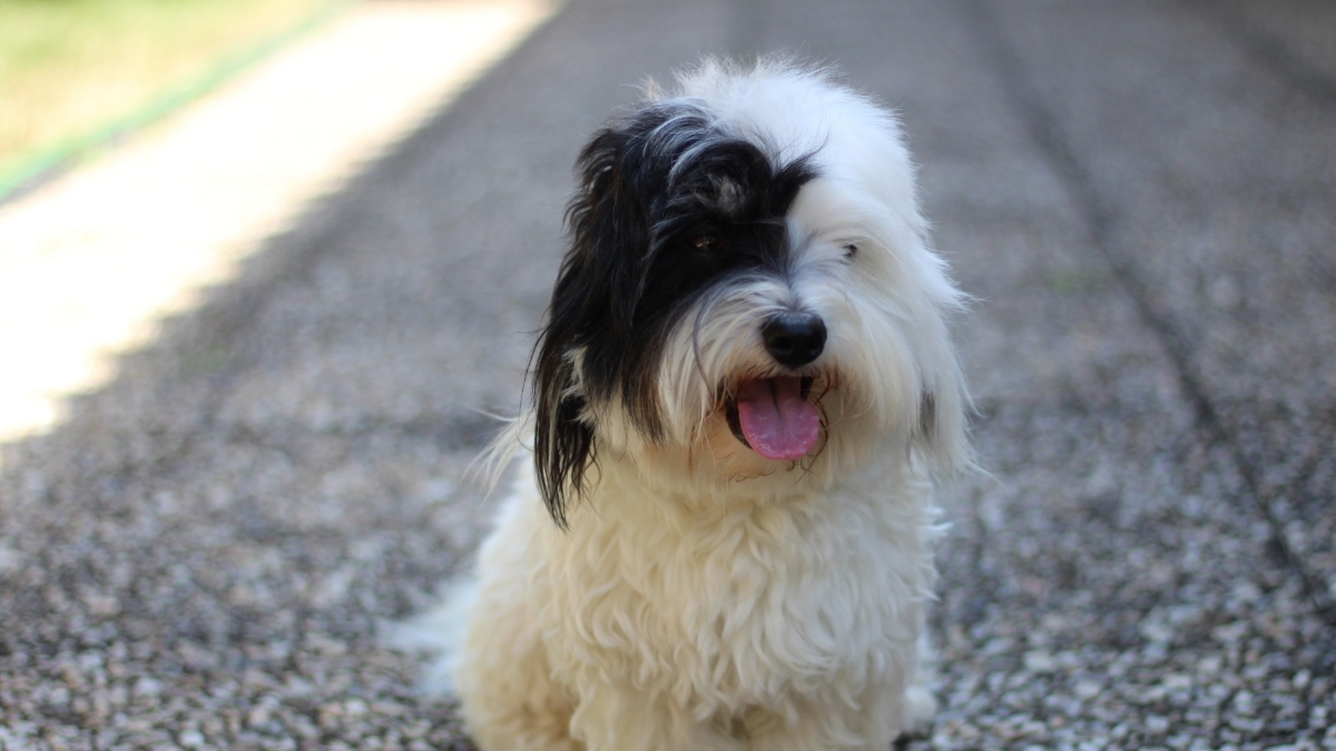 Bichon Frise Köpek Irkı Özellikleri ve Bakımı