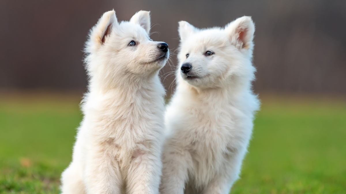Köpeklerde Egzama Belirtileri ve Nedenleri