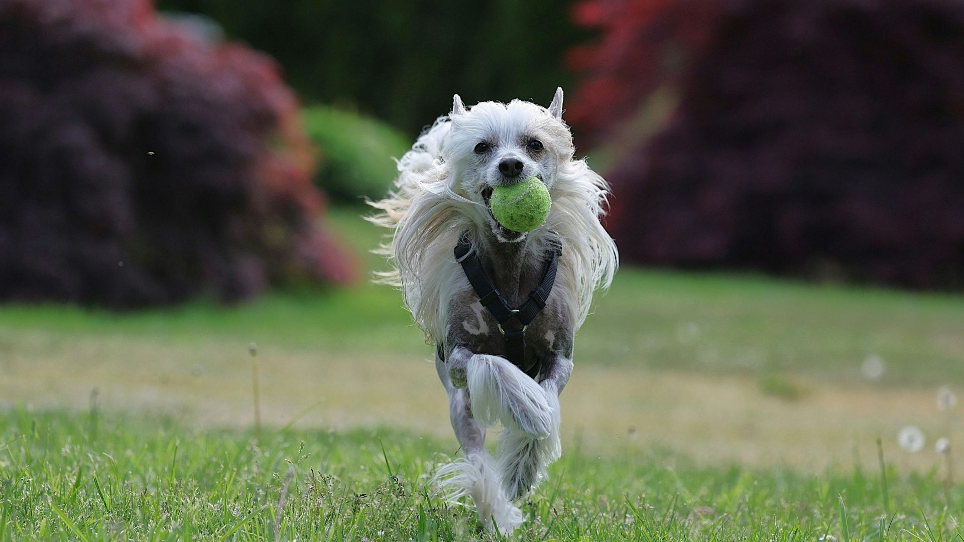 Köpeklerin En Sevdiği Köpek Oyuncakları Nelerdir?
