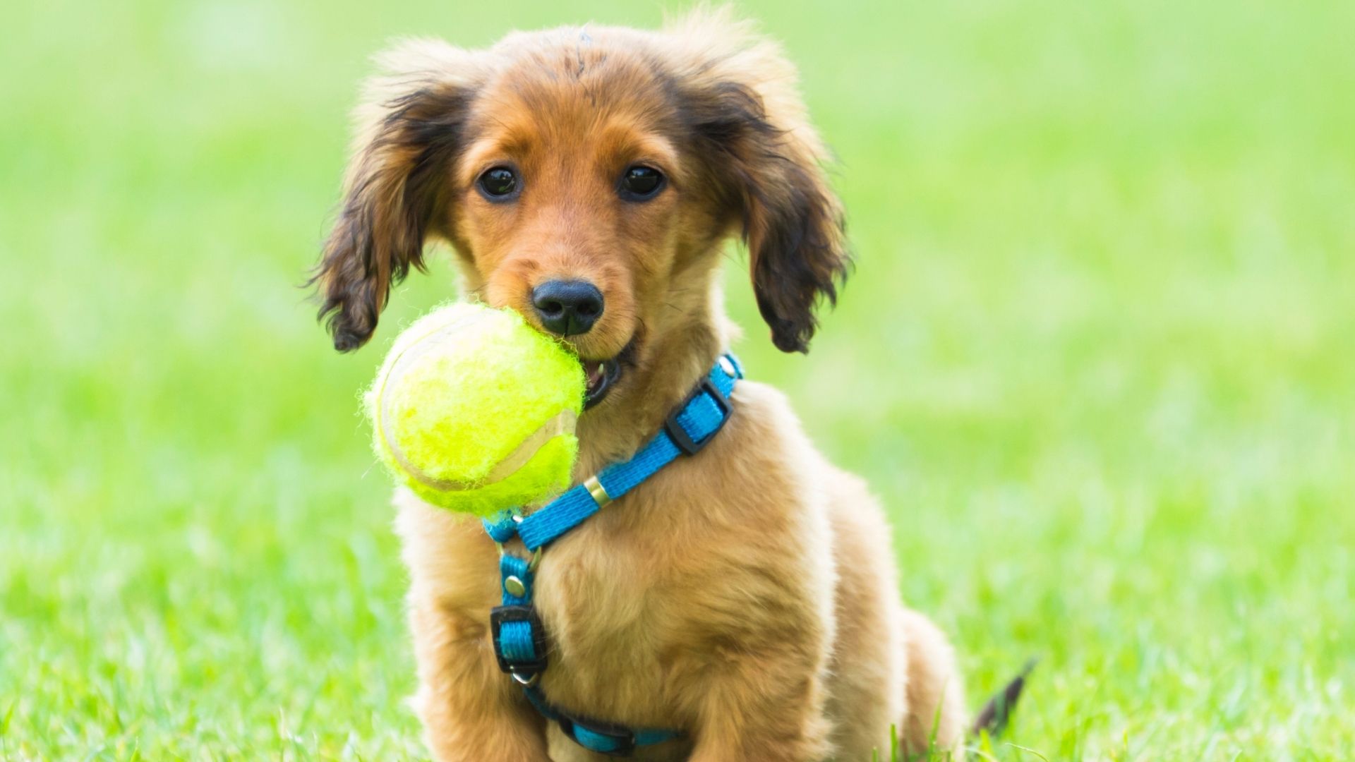 Köpeklerin En Sevdiği Köpek Oyuncakları Nelerdir?
