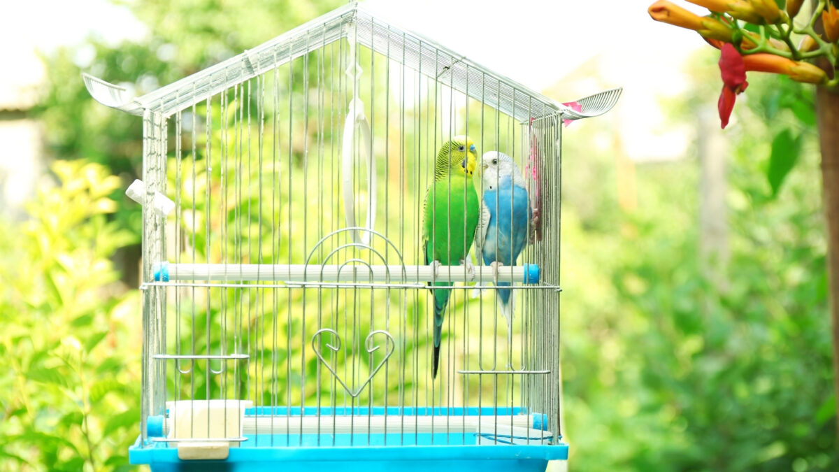 Muhabbet Kuşu Kafesi Nasıl Olmalı?