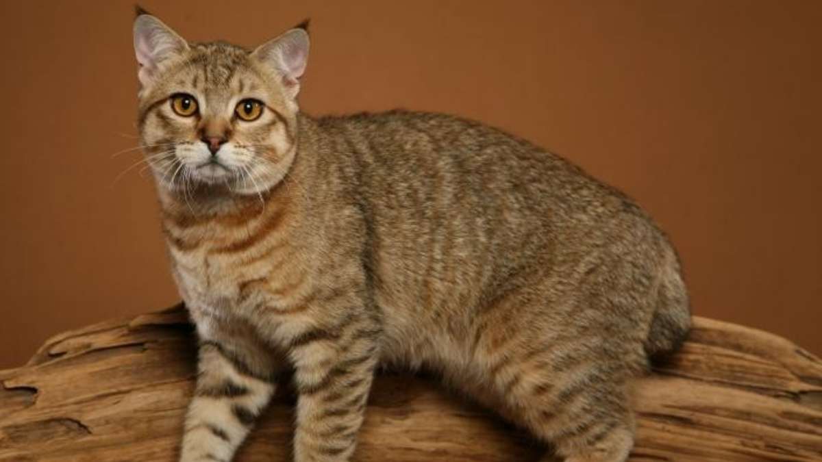 Pixie Bob Kedi Irkı Bakımı ve Özellikleri