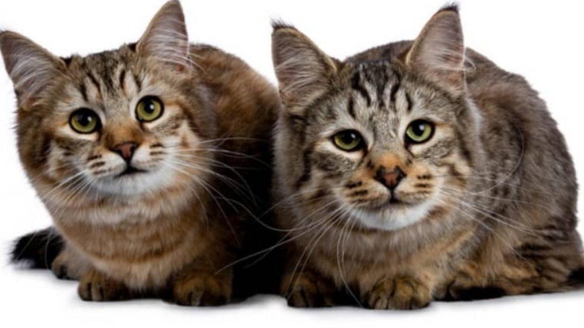 Pixie Bob Kedi Irkı Bakımı ve Özellikleri