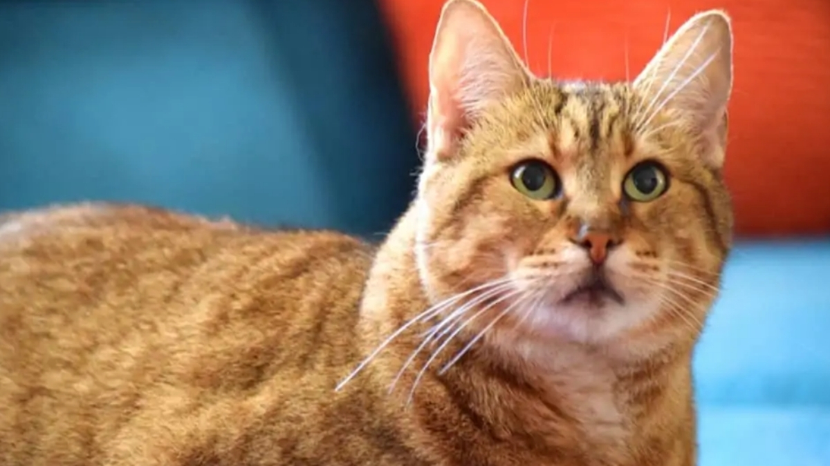 Pixie Bob Kedi Irkı Bakımı ve Özellikleri