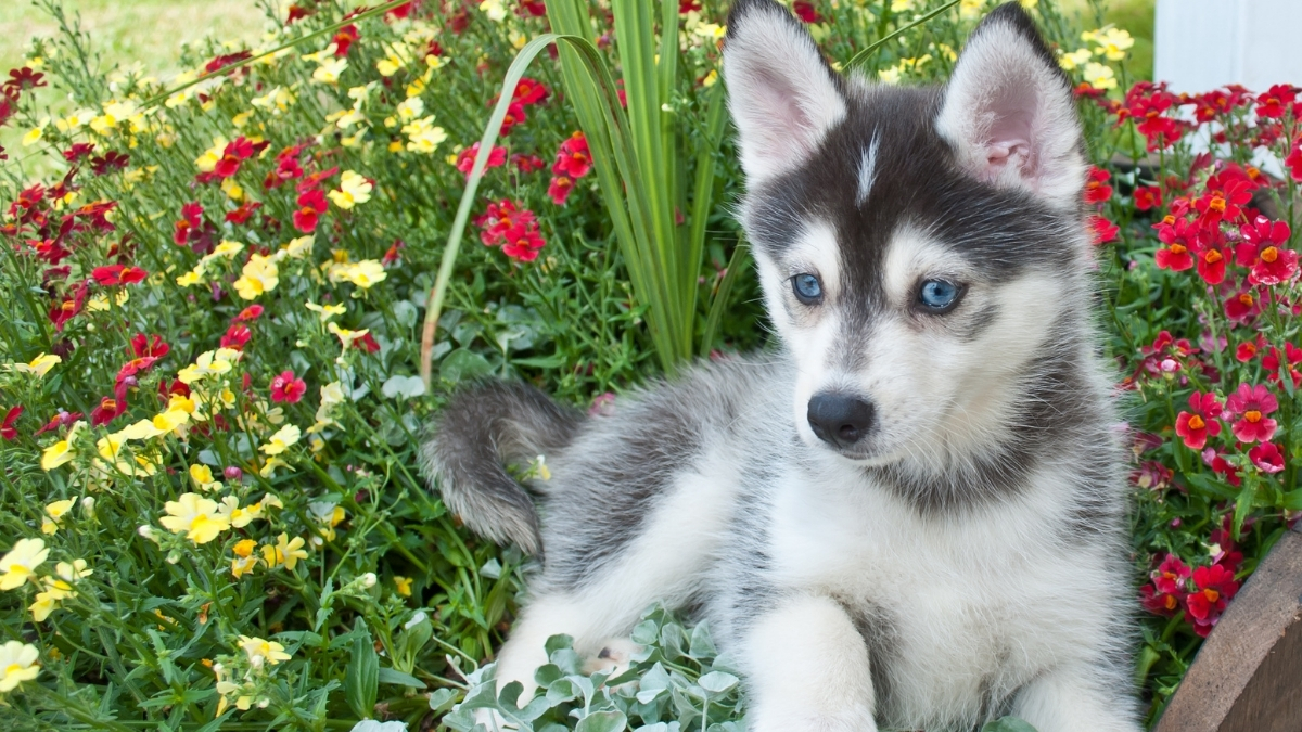 Pomsky Köpek Irkı Özellikleri ve Bakımı