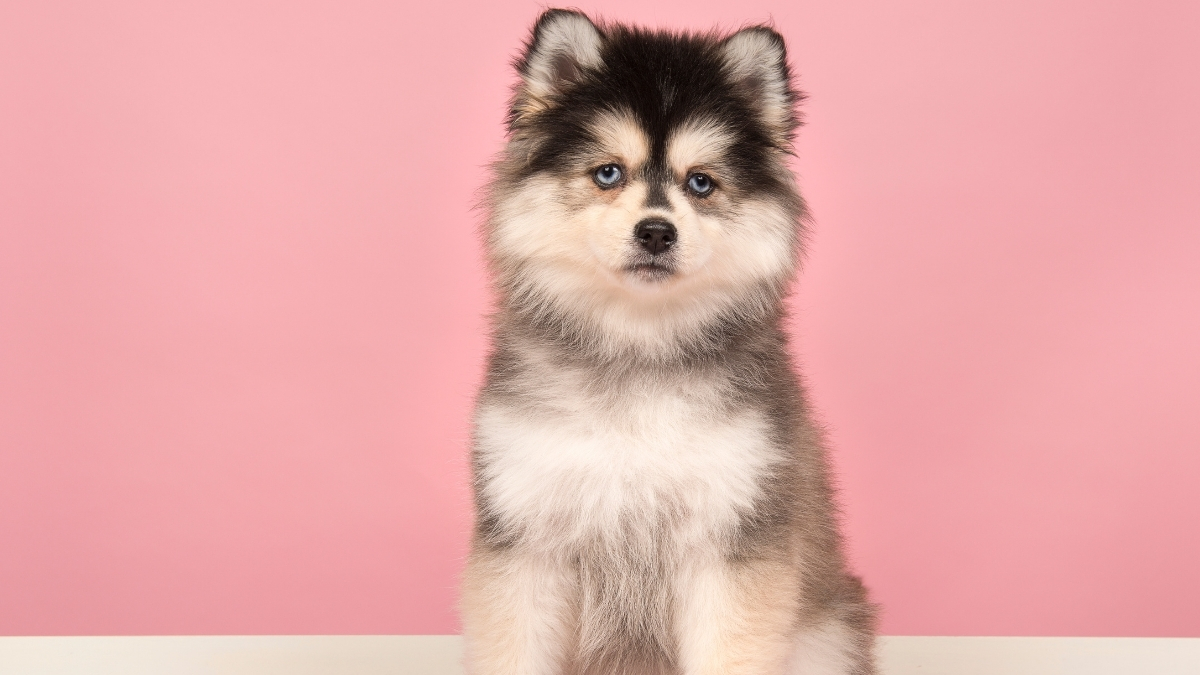 Pomsky Köpek Irkı Özellikleri ve Bakımı
