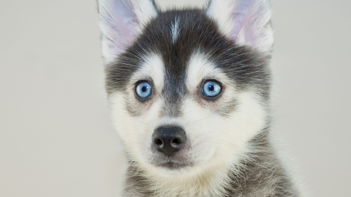 Pomsky Köpek Irkı Özellikleri ve Bakımı