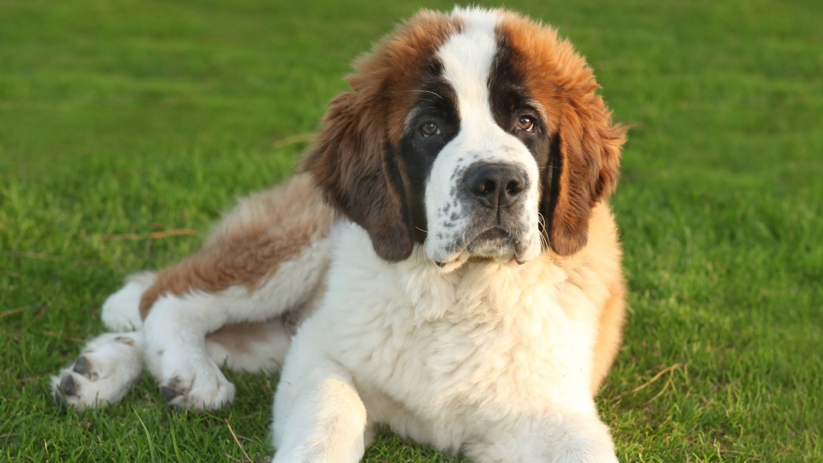 Saint Bernard Köpek Irkı Özellikleri ve Bakımı