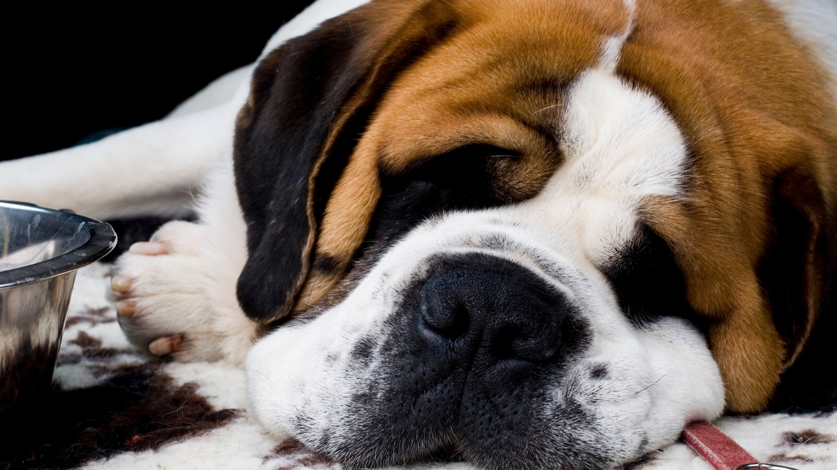 Saint Bernard Köpek Irkı Özellikleri ve Bakımı