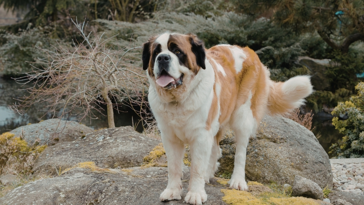 Saint Bernard Köpek Irkı Özellikleri ve Bakımı