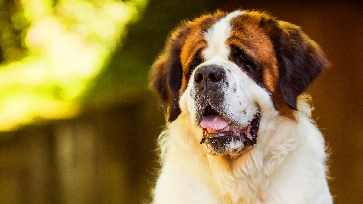Saint Bernard Köpek Irkı Özellikleri ve Bakımı