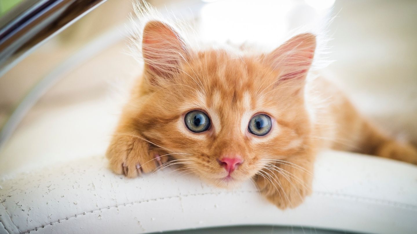 Sarman Kedi Özellikleri ve Bakımı