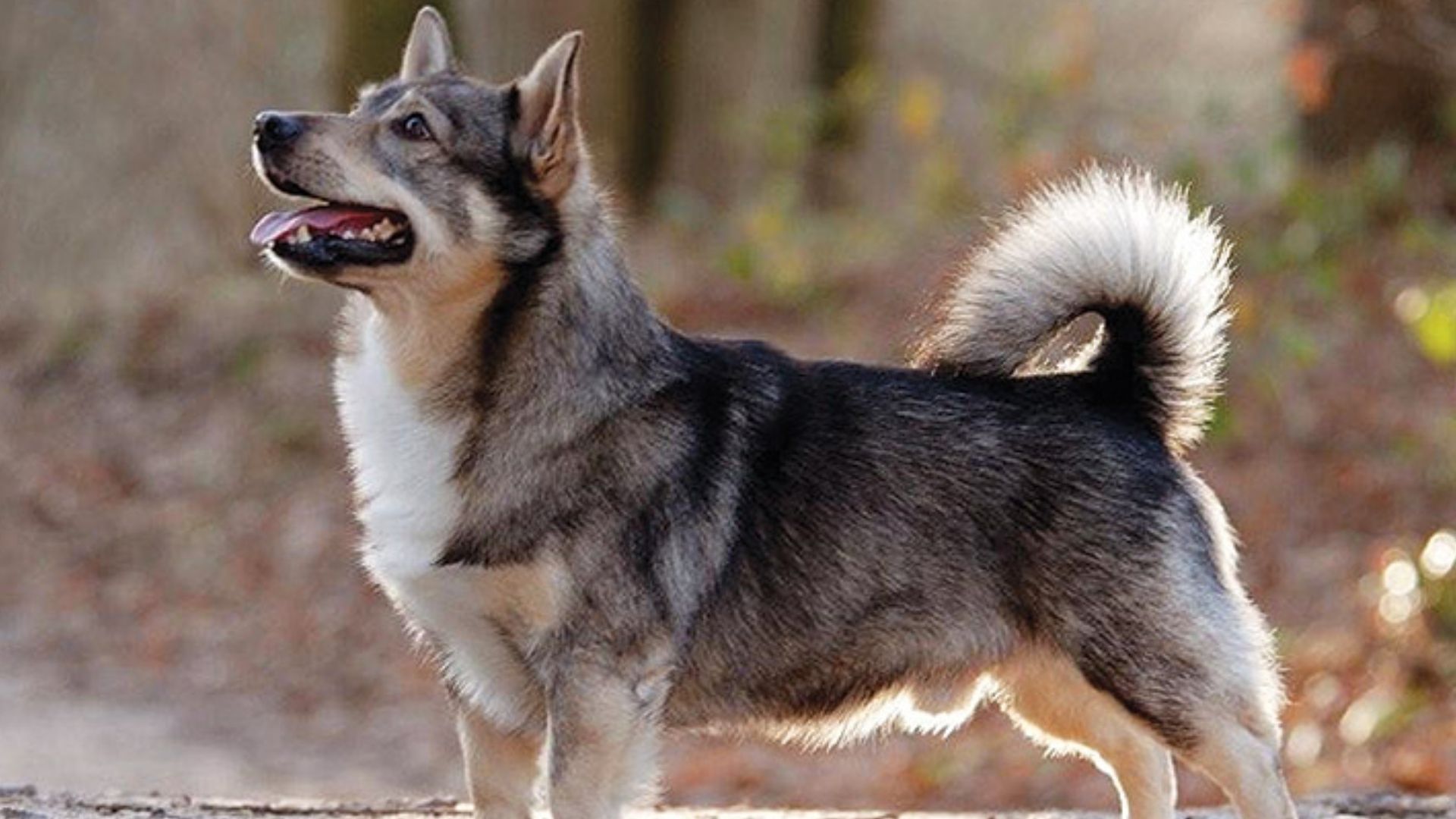 Köpeklerin En Sevdiği Köpek Oyuncakları Nelerdir?
