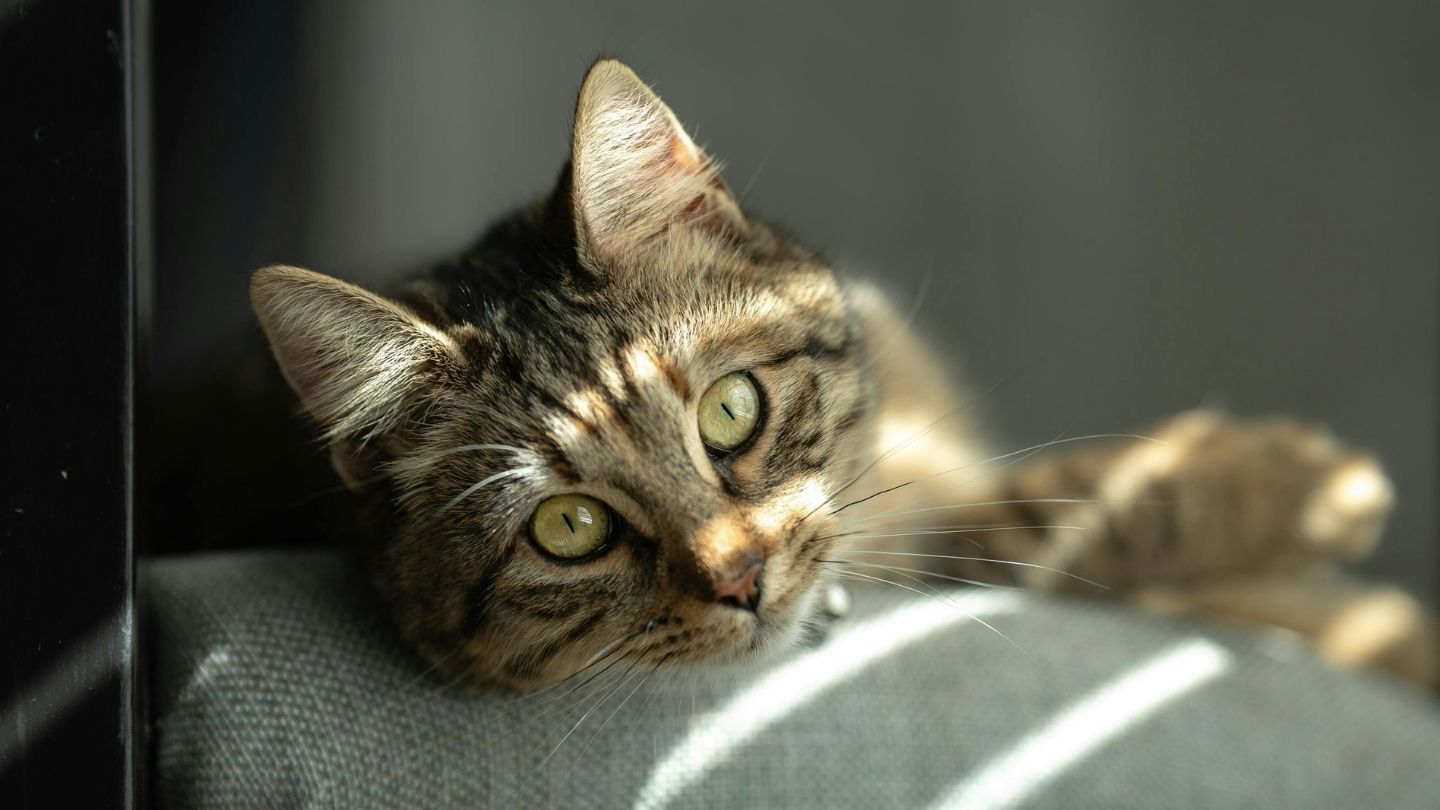 Tekir Kedi Özellikleri ve Bakımı