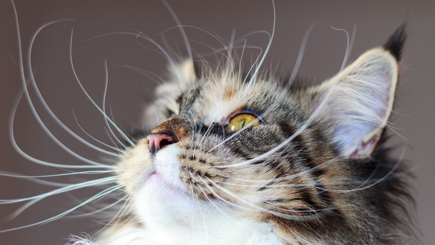Tekir Kedi Özellikleri ve Bakımı