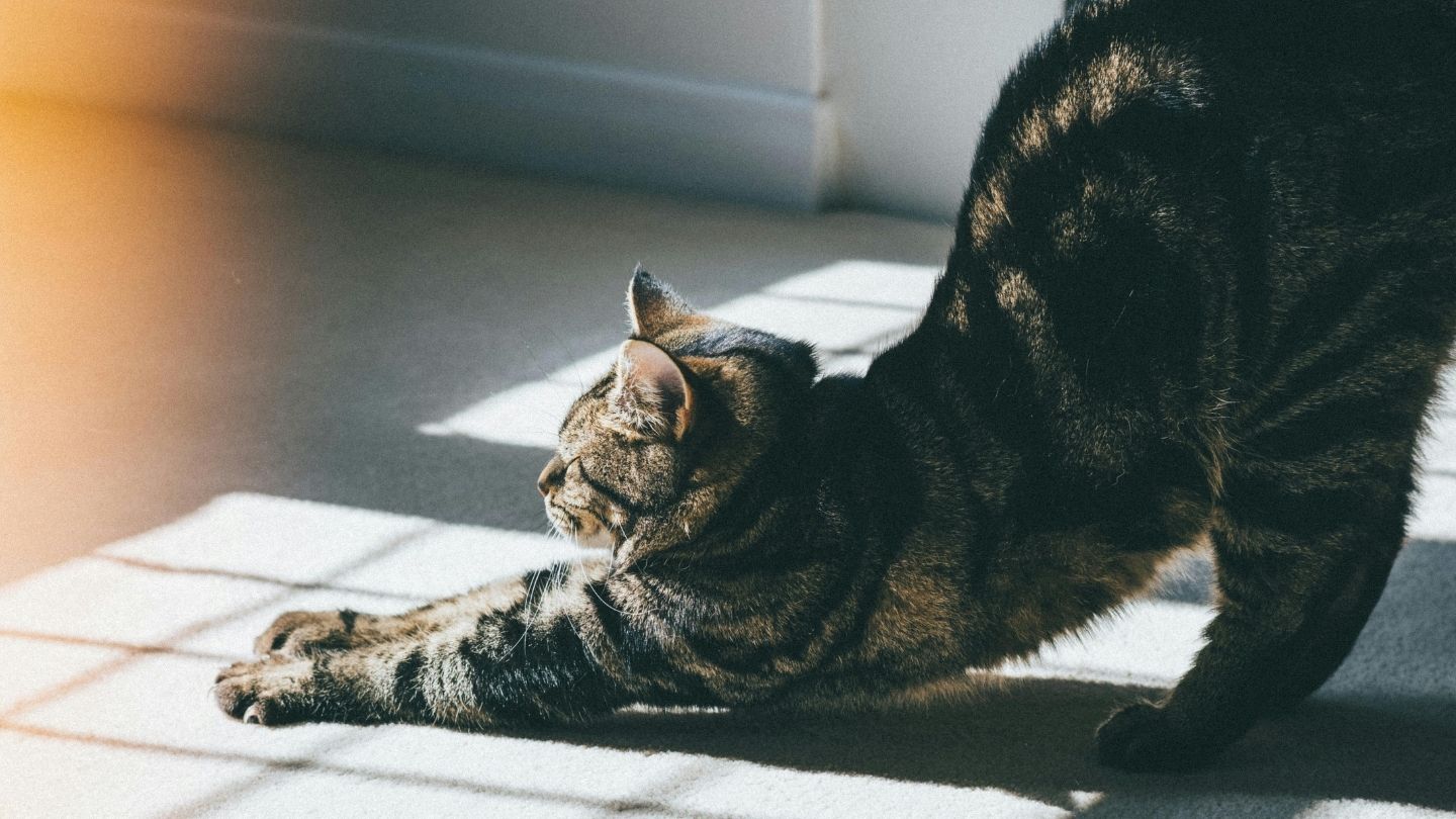Tekir Kedi Özellikleri ve Bakımı