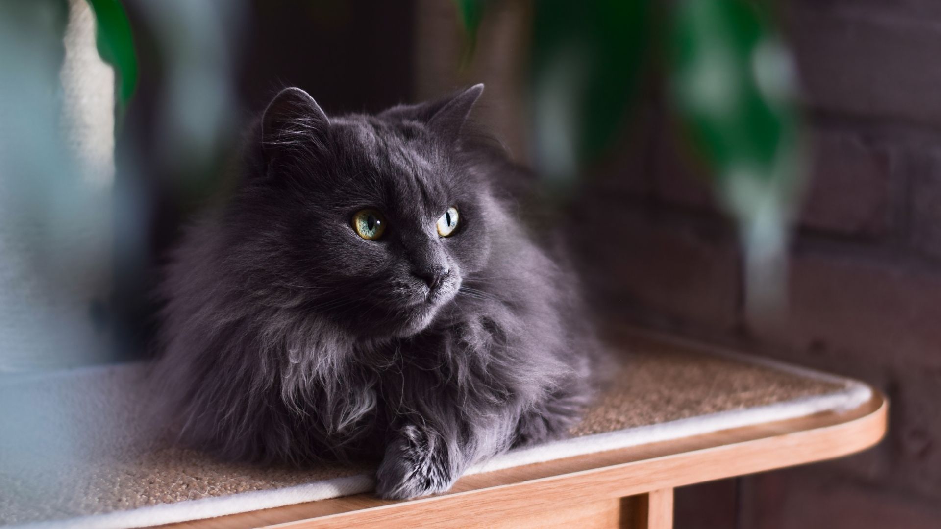 Kedi Yaşı Nasıl Hesaplanır?