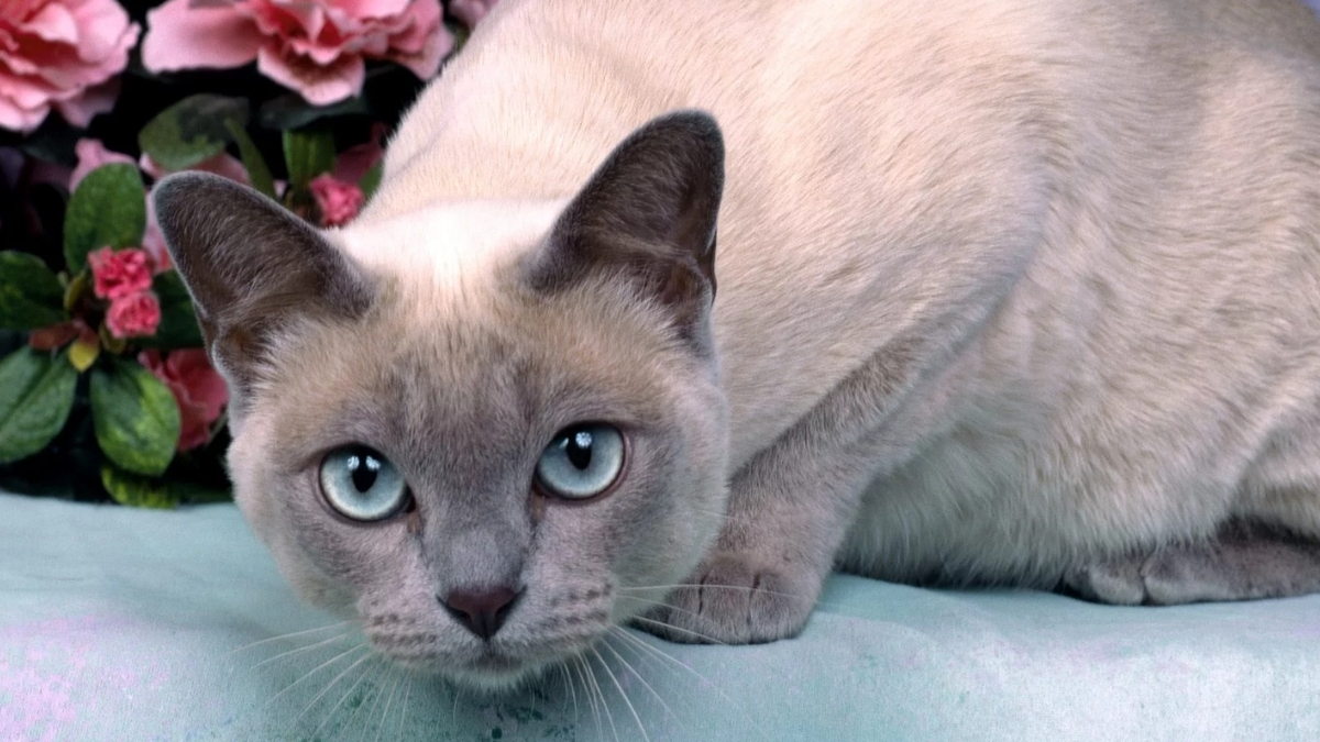 Tonkinese Kedi Irkı Özellikleri ve Bakımı