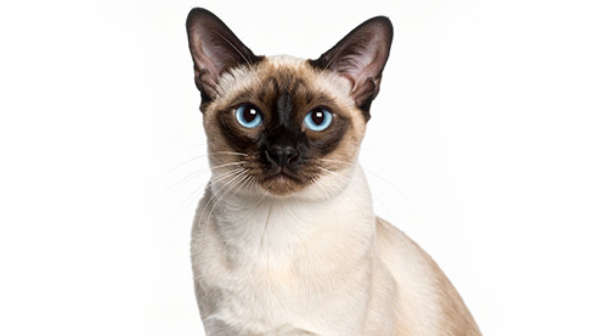 Tonkinese Kedi Irkı Özellikleri ve Bakımı