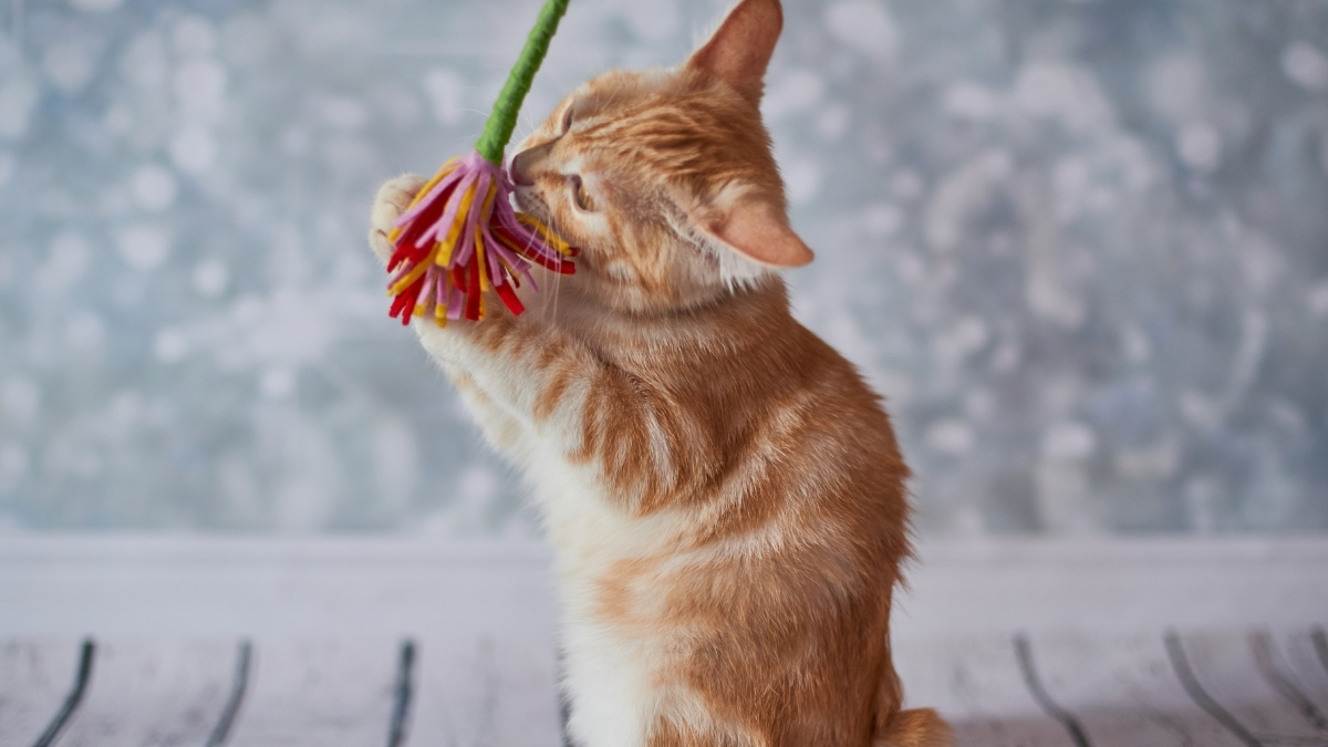 American Bobtail Kedisi Özellikleri ve Bakımı