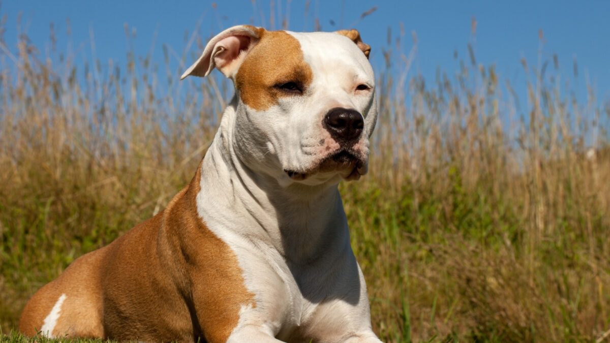 American Staffordshire Terrier Özellikleri ve Bakımı