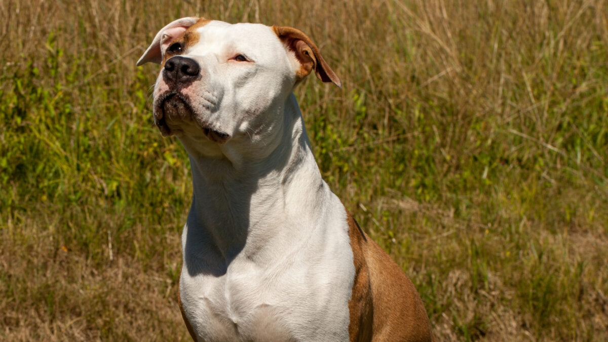 American Staffordshire Terrier Özellikleri ve Bakımı