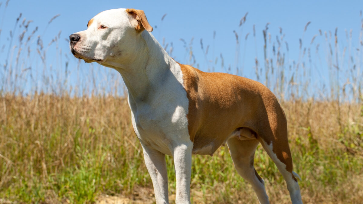 American Staffordshire Terrier Özellikleri ve Bakımı