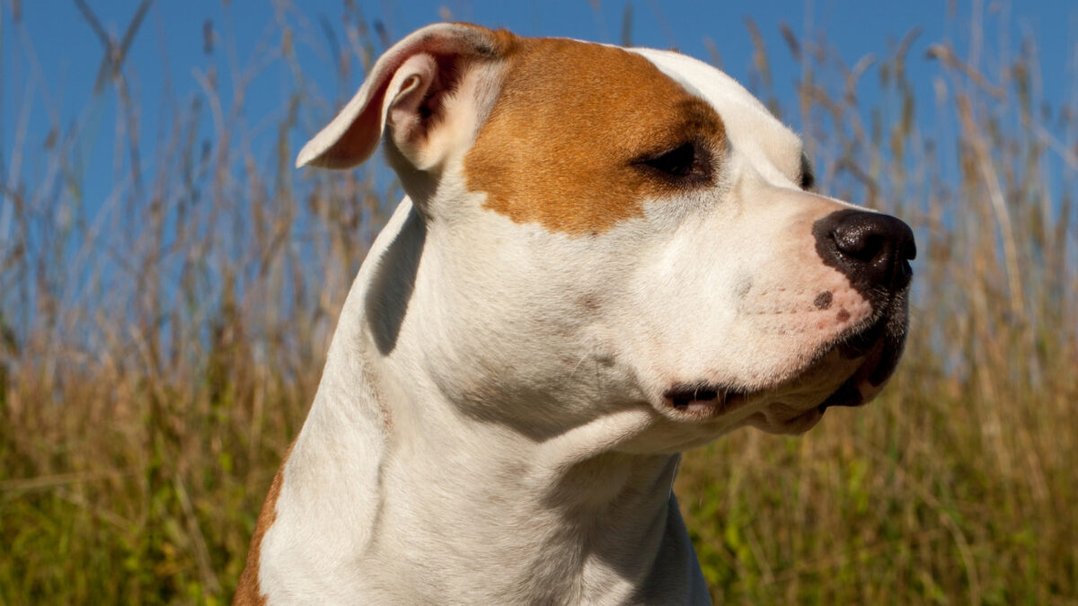 American Staffordshire Terrier Özellikleri ve Bakımı