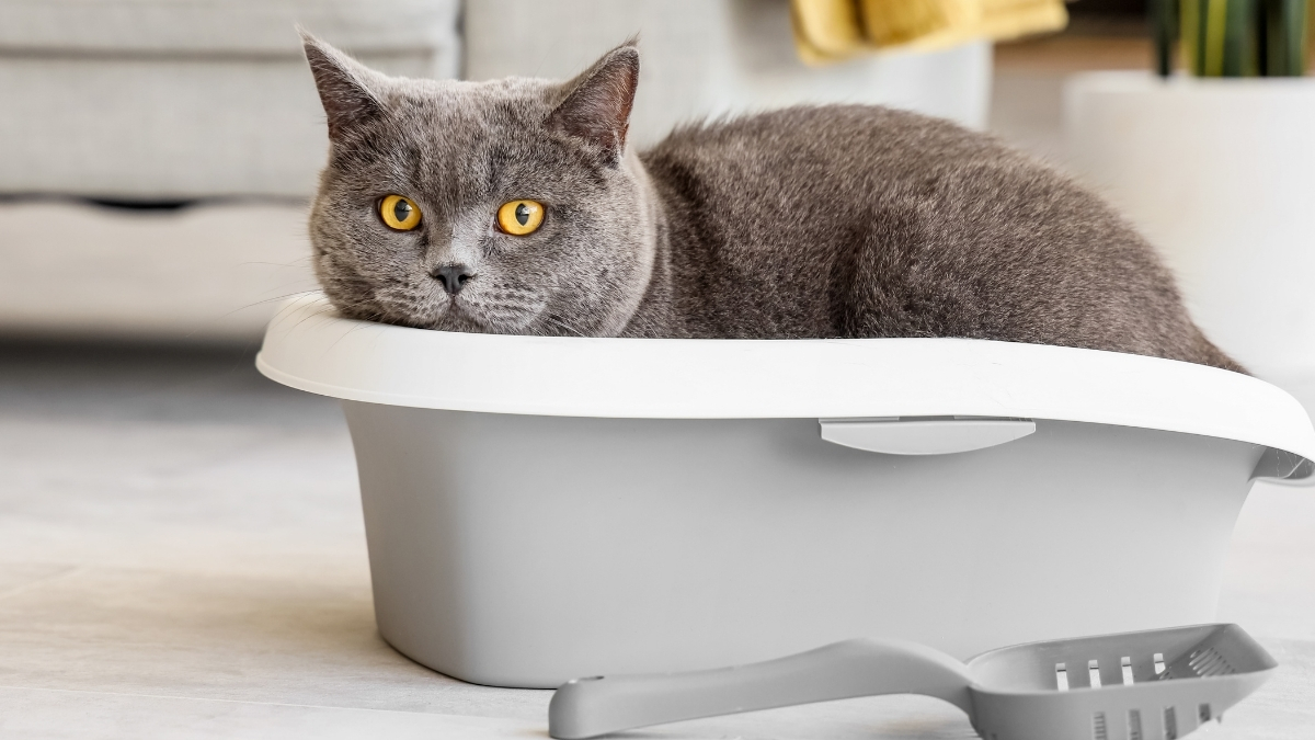 Bentoint Kedi Kumu Nedir?